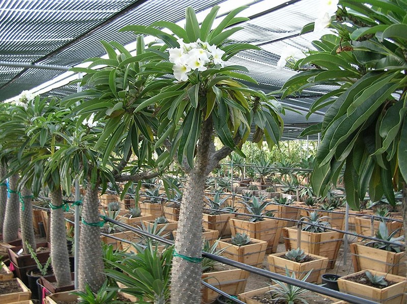 pachypodium kaktus s lišćem u rasadniku