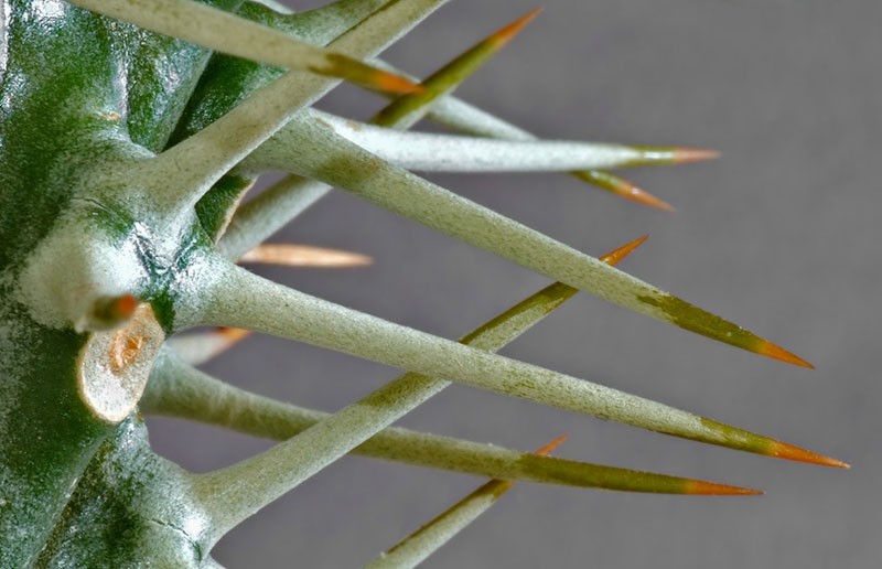 trnje kaktusa pachypodium