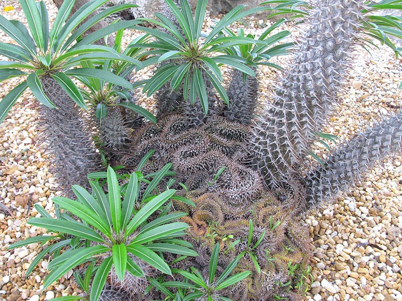 sorte kaktusa pachypodium