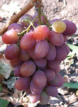 Rubinovo jubilarno grožđe