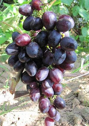 Druiven Krasa Nikopol