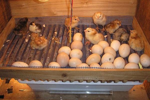 Eieren begonnen te bijten