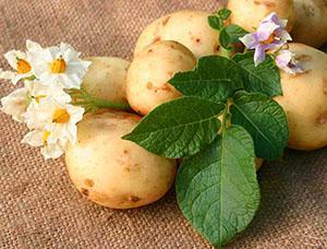 Cvjetovi i gomolji krumpira
