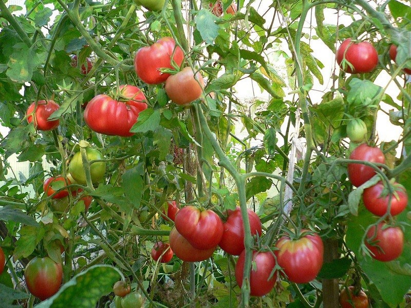 visoko rodna sorta rajčice kardinal