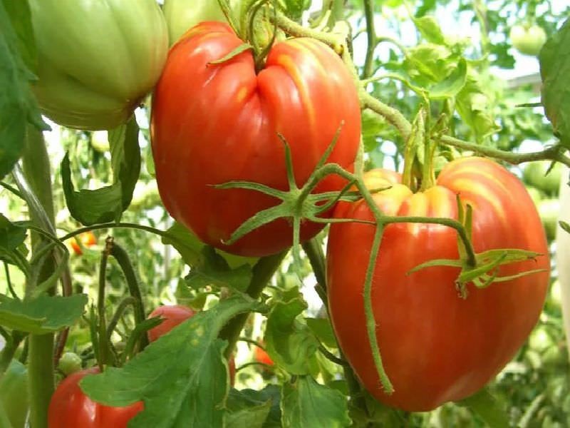 uzgoj rajčice Cardinal