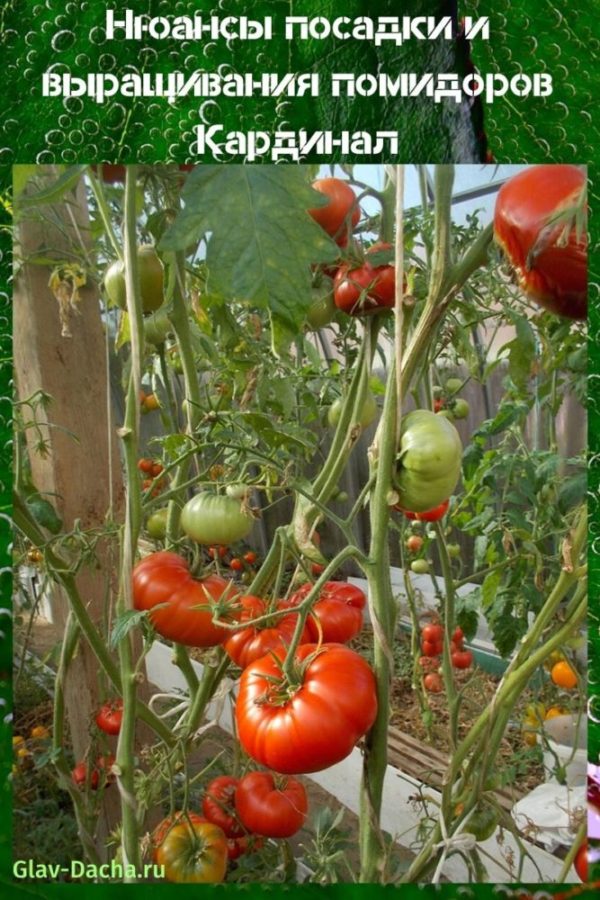uzgoj rajčice kardinal
