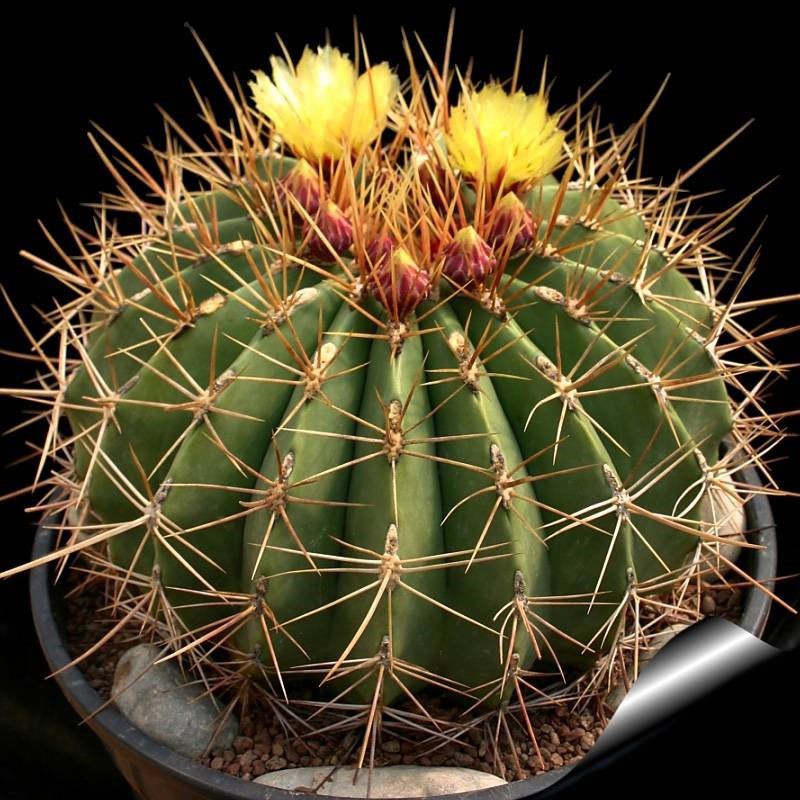 kenmerken van echinocactus gruzoni