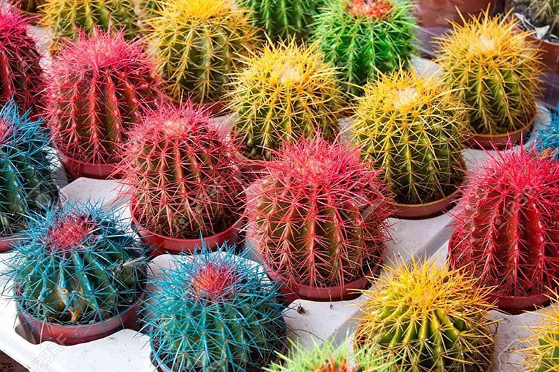 kunstmatige kleuring van cactussen in de winkel