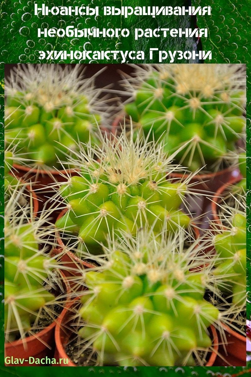 echinocactus gruzoni