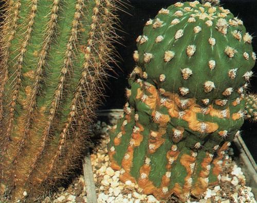 vlekken op cactus