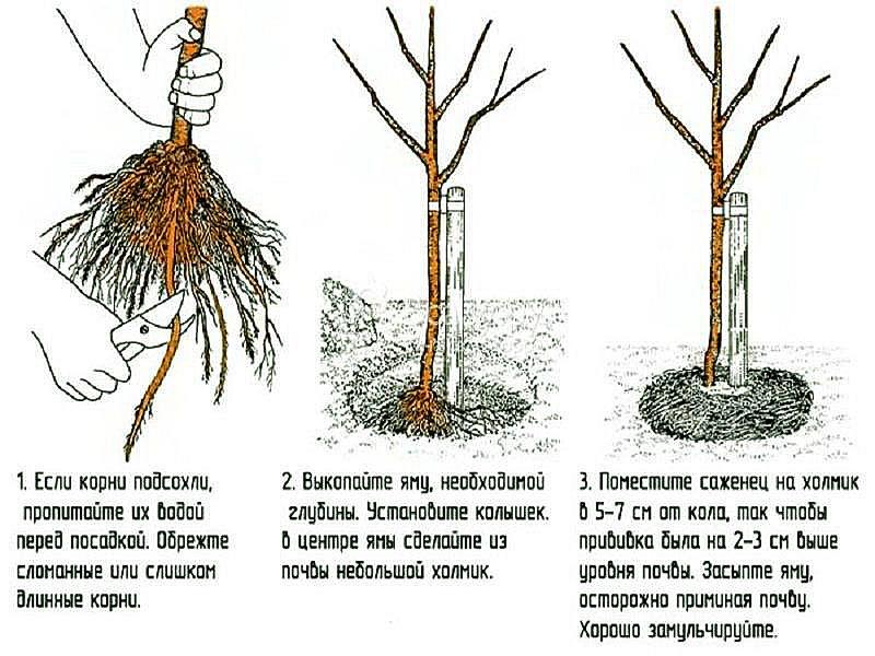 stadia van het planten van een zaailing