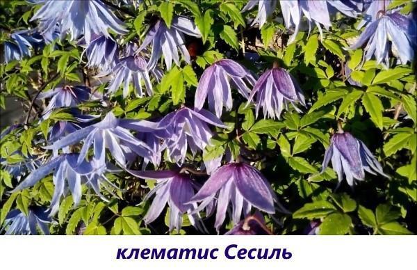 clematis cecile