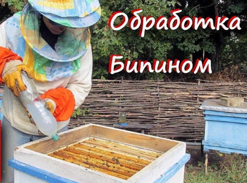 liječenje pčela bipinom u jesenskom doziranju
