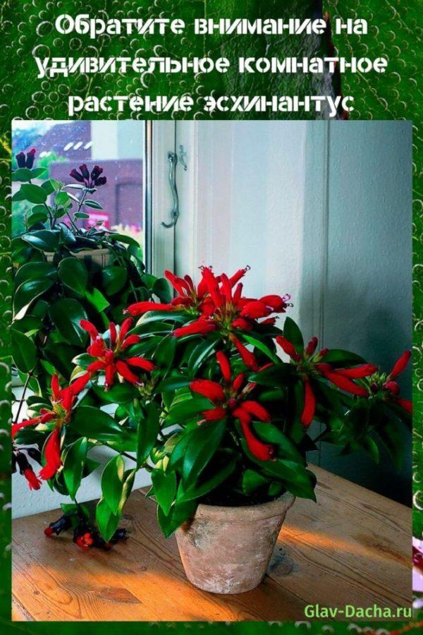 kamerplant eschinanthus