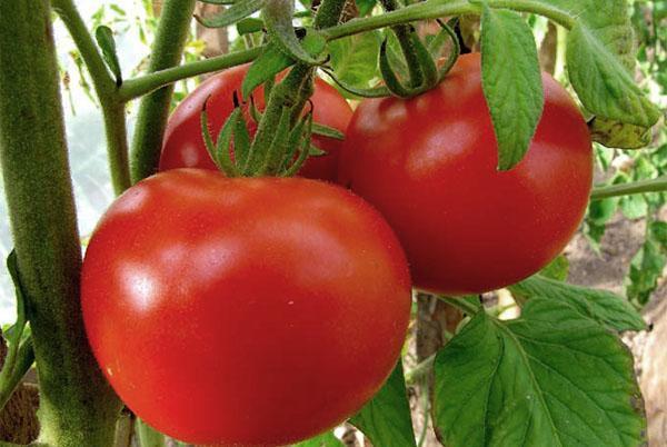 Lipanjske rajčice