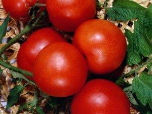 Op de foto het tomatenras Nevsky