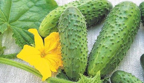 Komkommers Meringue f1 foto en beschrijving