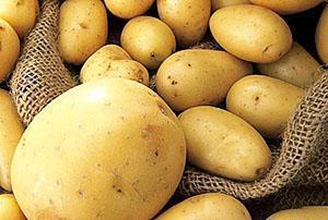 Visokokvalitetna berba krumpira
