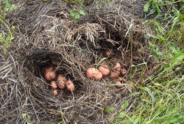 Aardappelen onder het hooi worden zonder verlies geoogst