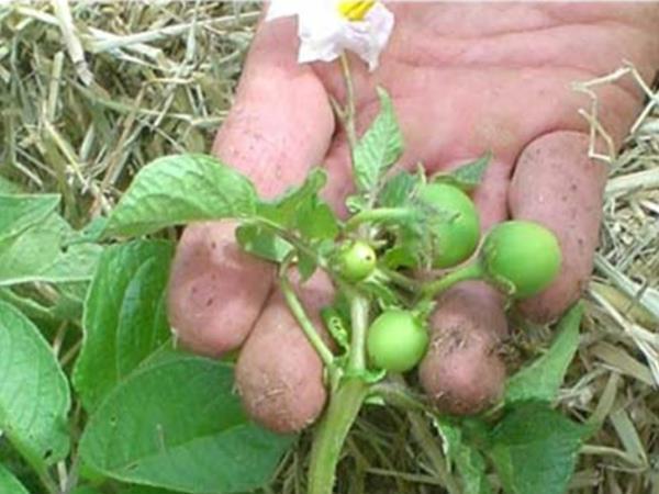 Bobice sjemenki krumpira na grmu
