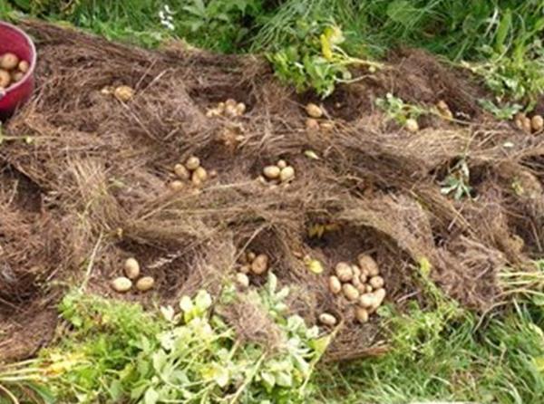 Aardappels plukken in het gras