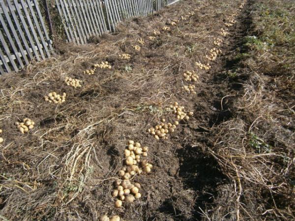 Aardappelen plukken zonder te graven