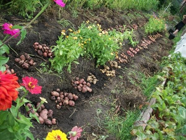 Ecologisch poten van aardappelen