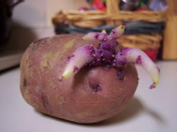 Aardappelen voorbereiden voor het planten