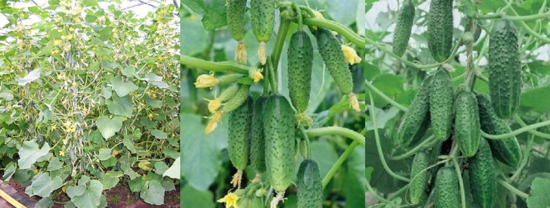 landbouwtechnologie voor het kweken van komkommers