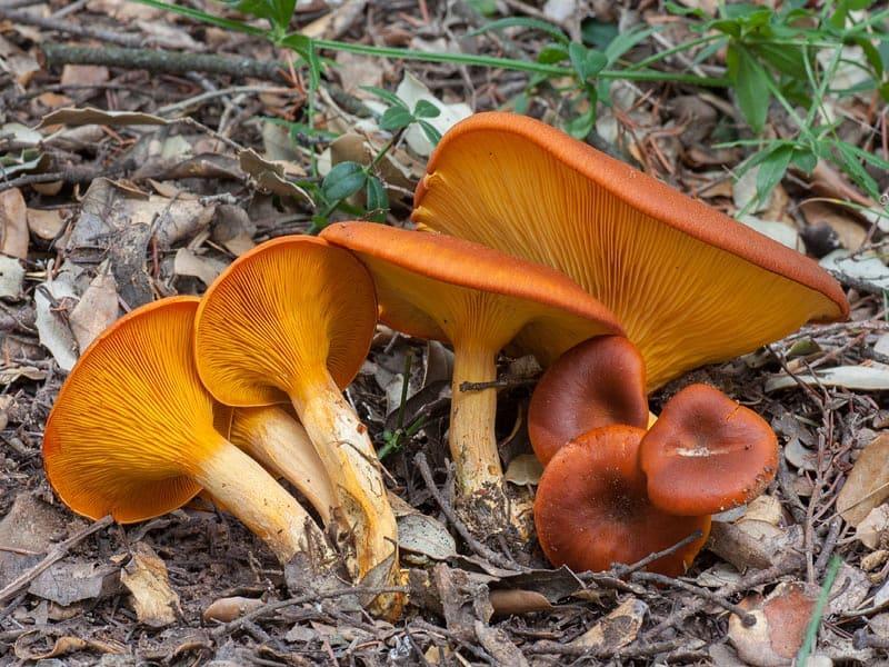 gljive lisičarke fotografija i opis lažno - omfalot maslina