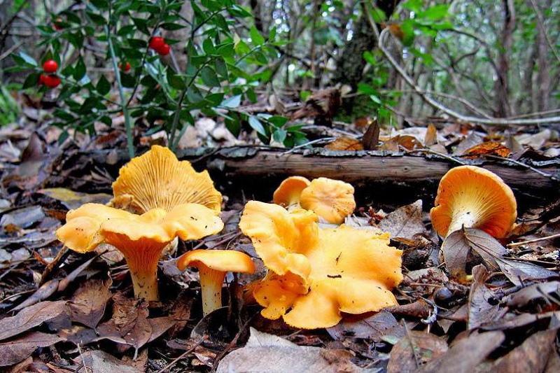 gljive lisičarke fotografija i opis lažni
