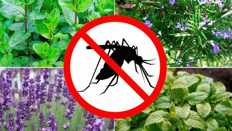 biljke protiv komaraca