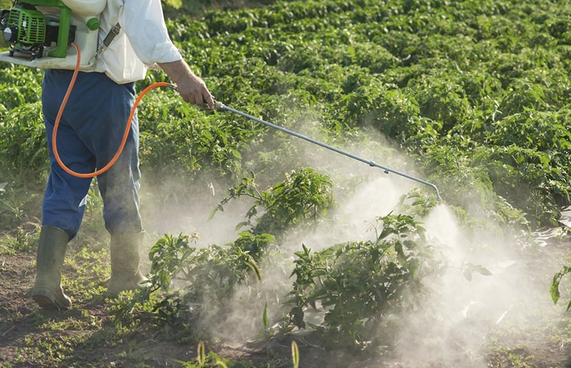 behandeling met pesticiden van planten