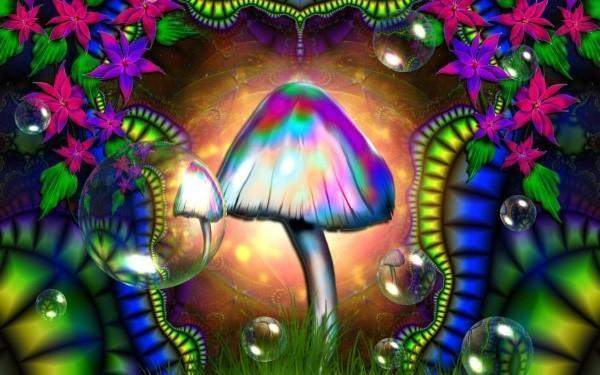 halucinogene gljive