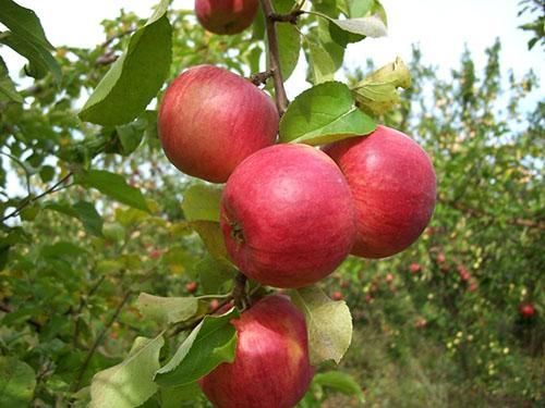 Stablo jabuke Zhigulevskoe