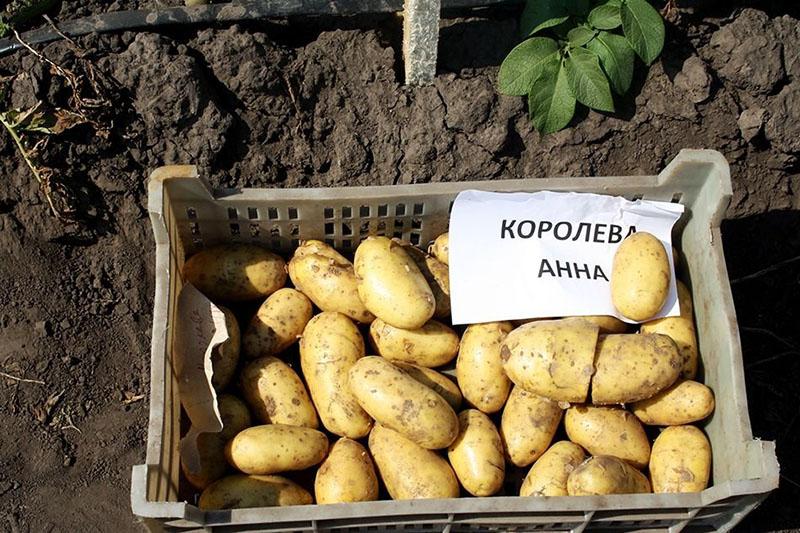 hybride aardappelrassen