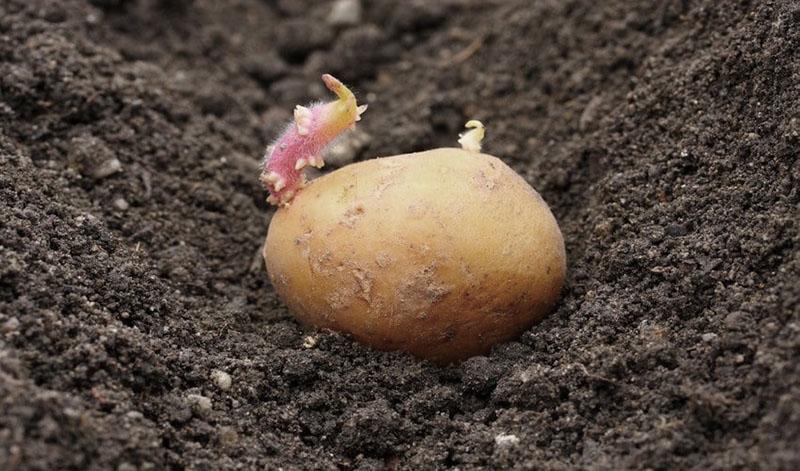 aardappelen planten