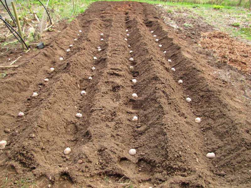 site voor het planten van aardappelen