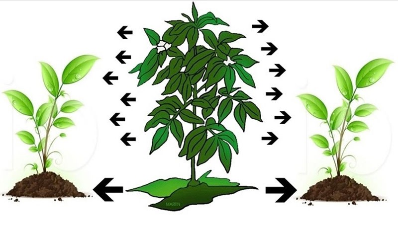 alelopatija ili utjecaj biljaka jedno na drugo