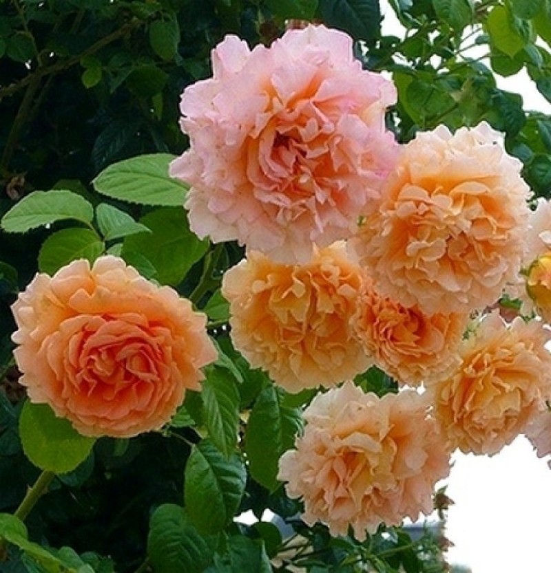 grm ruže mandarina