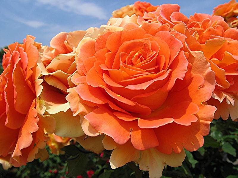 ruža romantika mandarina