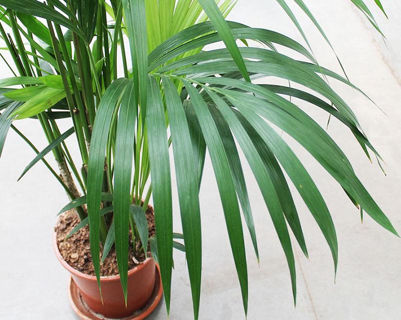 biljka palma