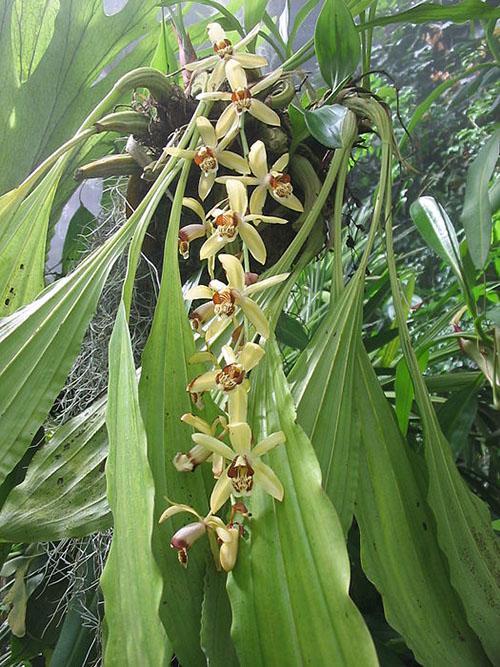 orchidee celogin Massange