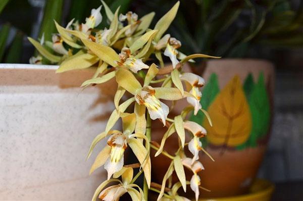 cellogin rohussen's orchidee