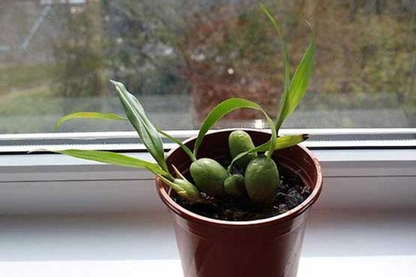 cellogin's orchidee na transplantatie