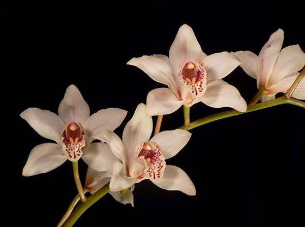Cymbidium orhideja upadljiva