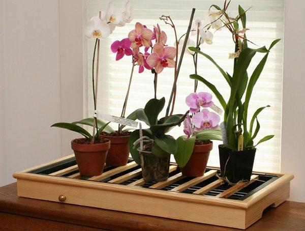 Za uspješan razvoj i cvjetanje orhideje phalaenopsis potrebni su posebni uvjeti.