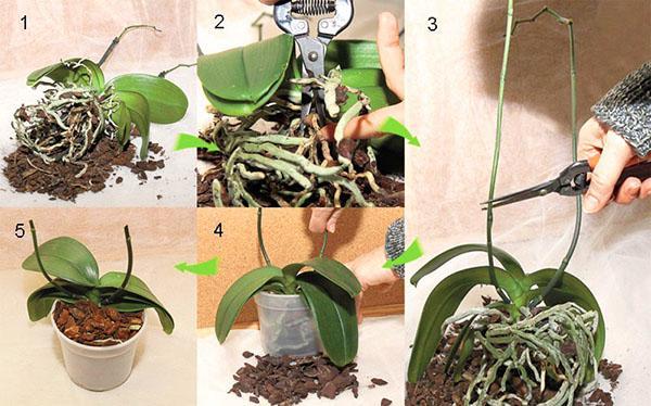 Faze presađivanja orhideja