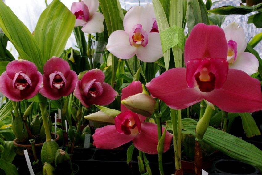 orchidee lycast