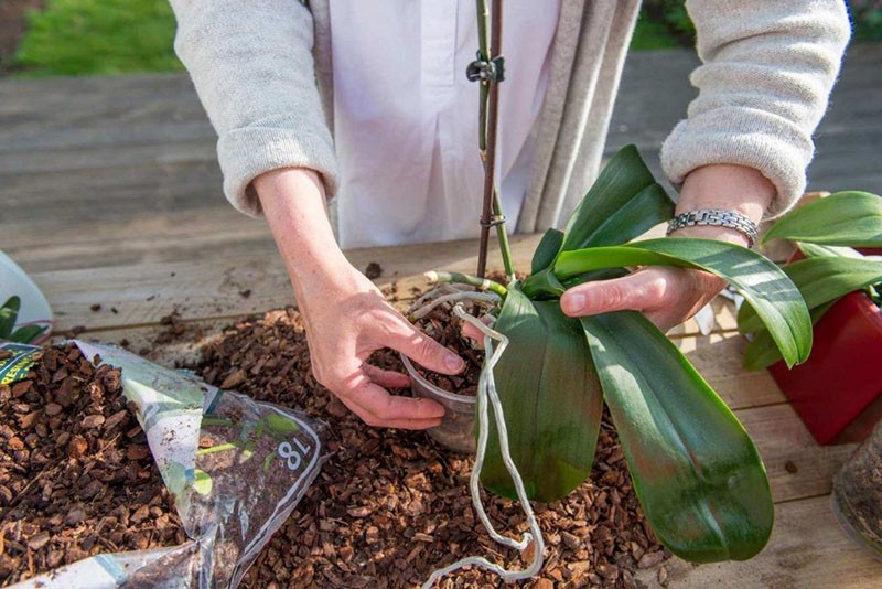 oncidium orchideeën planten in een nieuwe bodem